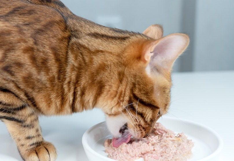 An application scenario or product detail of when can cats eat wet food - Image 24