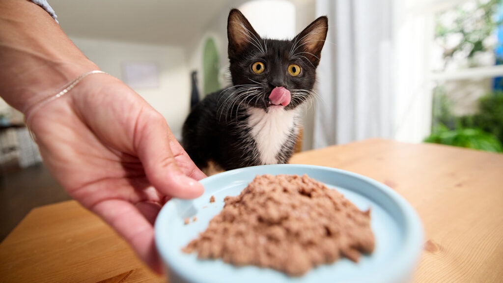 An application scenario or product detail of when can i feed kittens wet food - Image 3