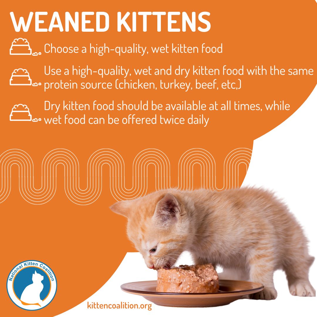 An application scenario or product detail of when can i feed kittens wet food - Image 9