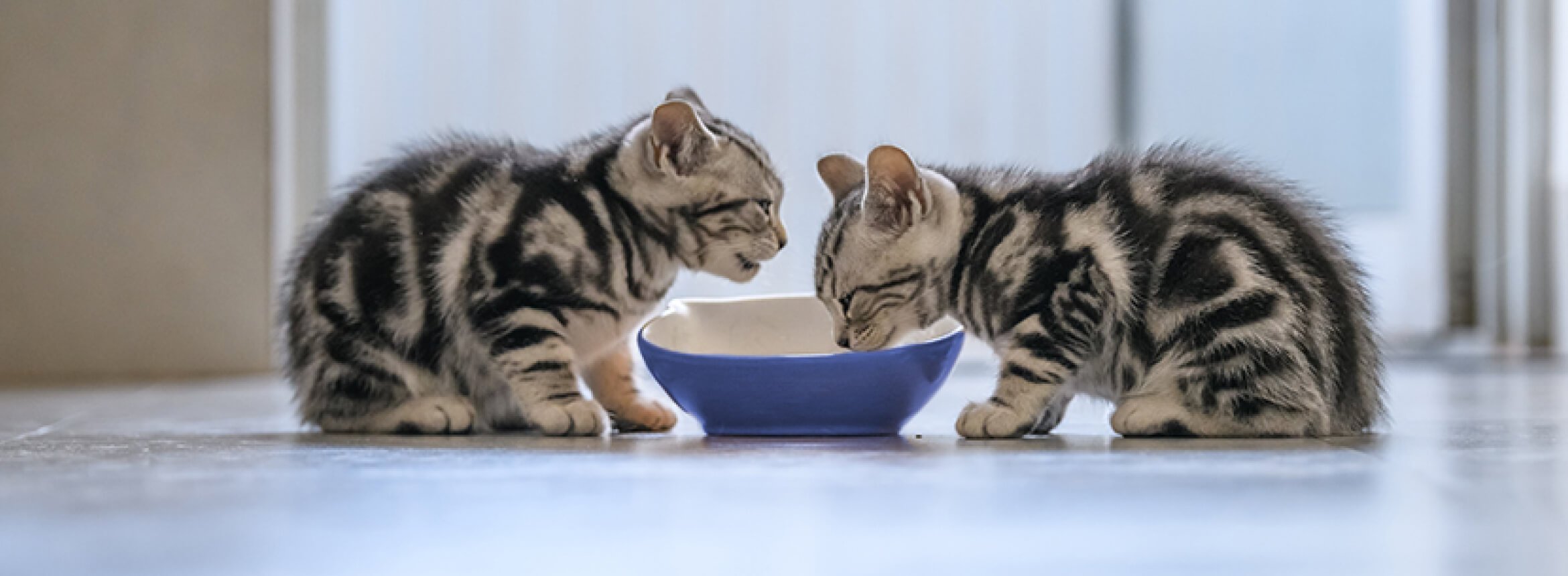 An application scenario or product detail of when can i feed kittens wet food - Image 13