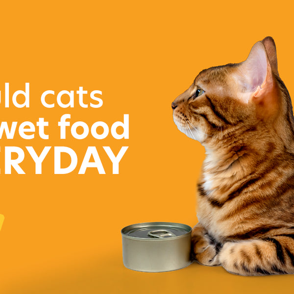 An application scenario or product detail of when can i feed kittens wet food - Image 20