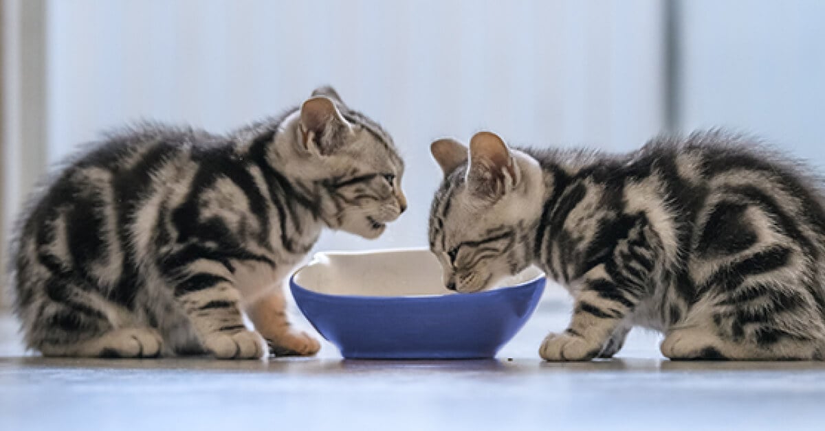 An application scenario or product detail of when can kittens have wet food - Image 20