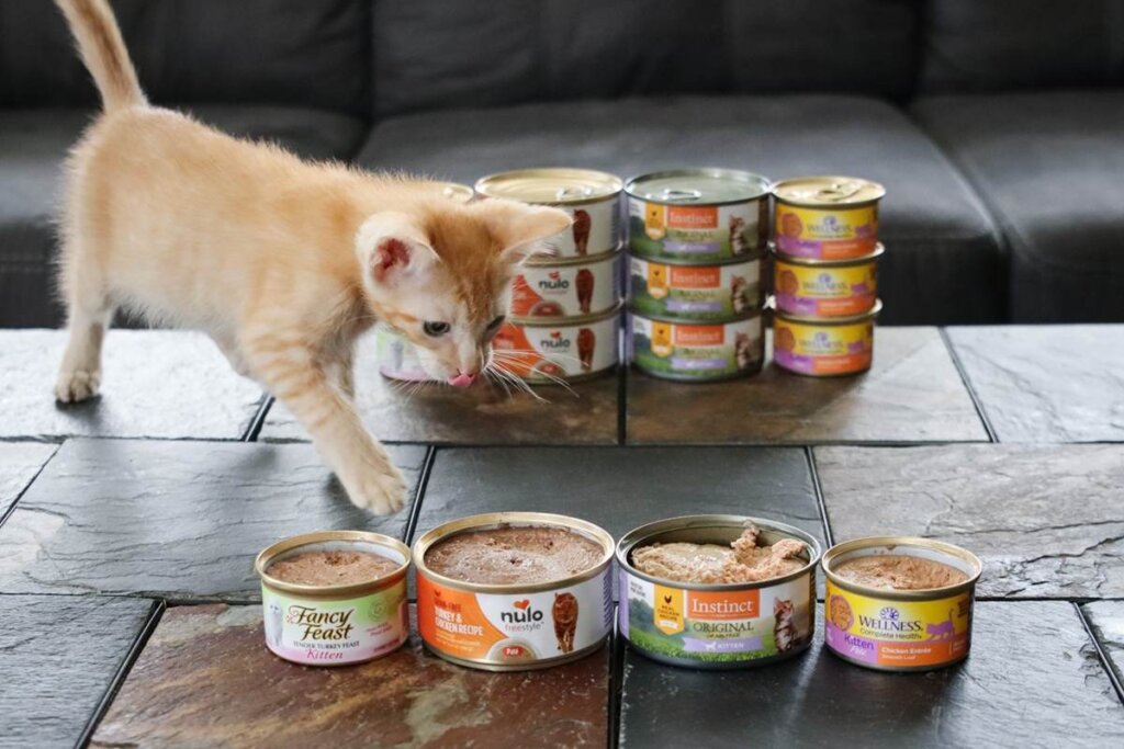 Featured image for the when can kittens have wet food guide