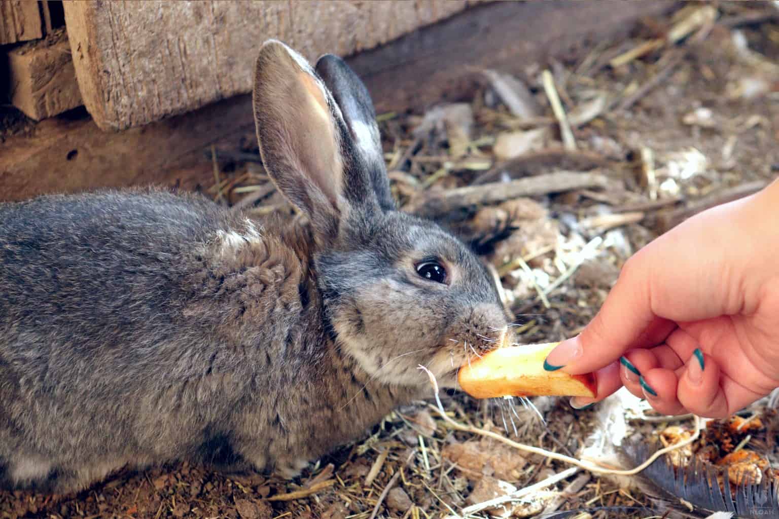 An application scenario or product detail of when do bunnies eat - Image 10