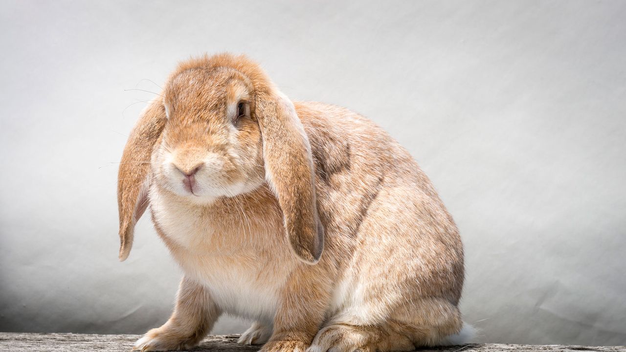 An application scenario or product detail of when do bunnies eat - Image 11