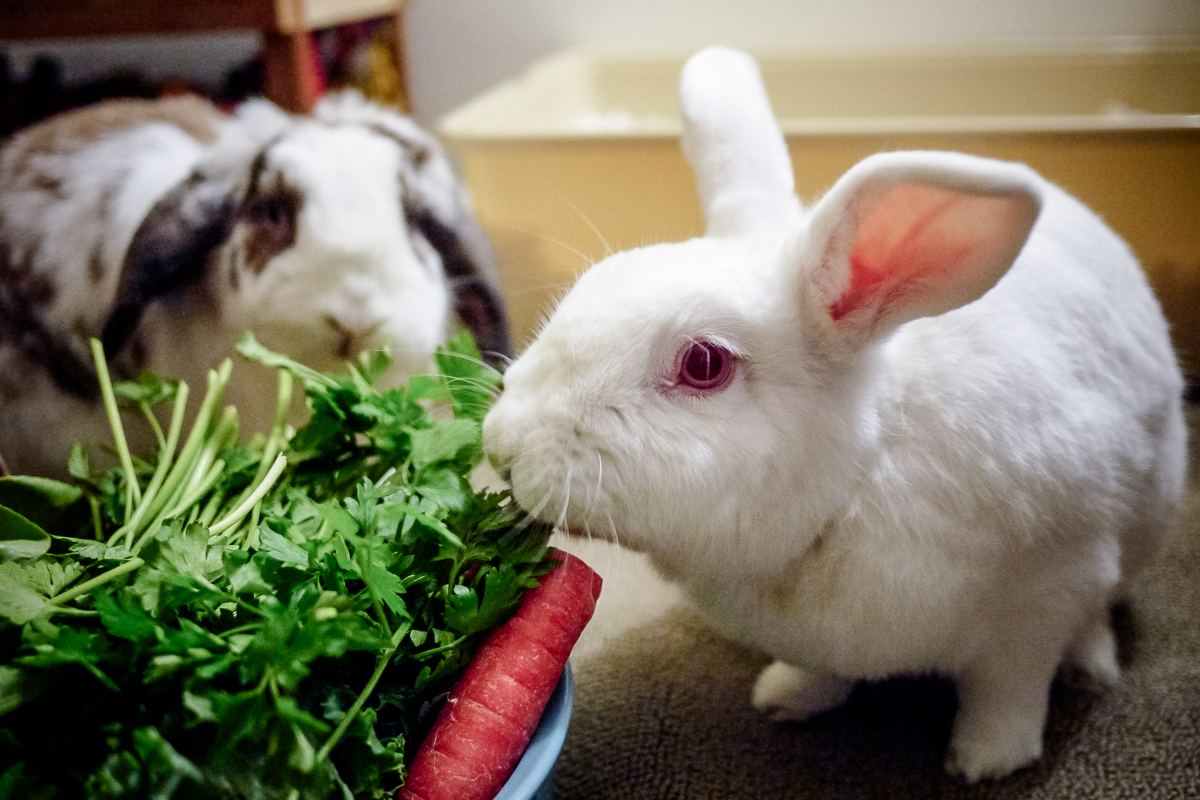 An application scenario or product detail of when do bunnies eat - Image 16