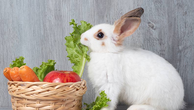 An application scenario or product detail of when do bunnies eat - Image 18