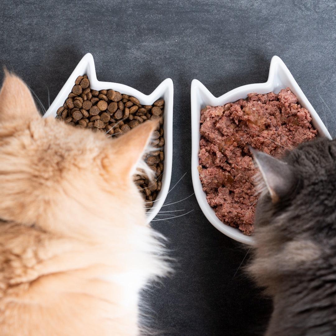 An application scenario or product detail of when should cats eat dry food - Image 1
