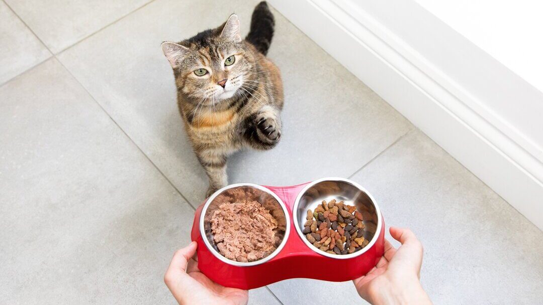 An application scenario or product detail of when should cats eat dry food - Image 18
