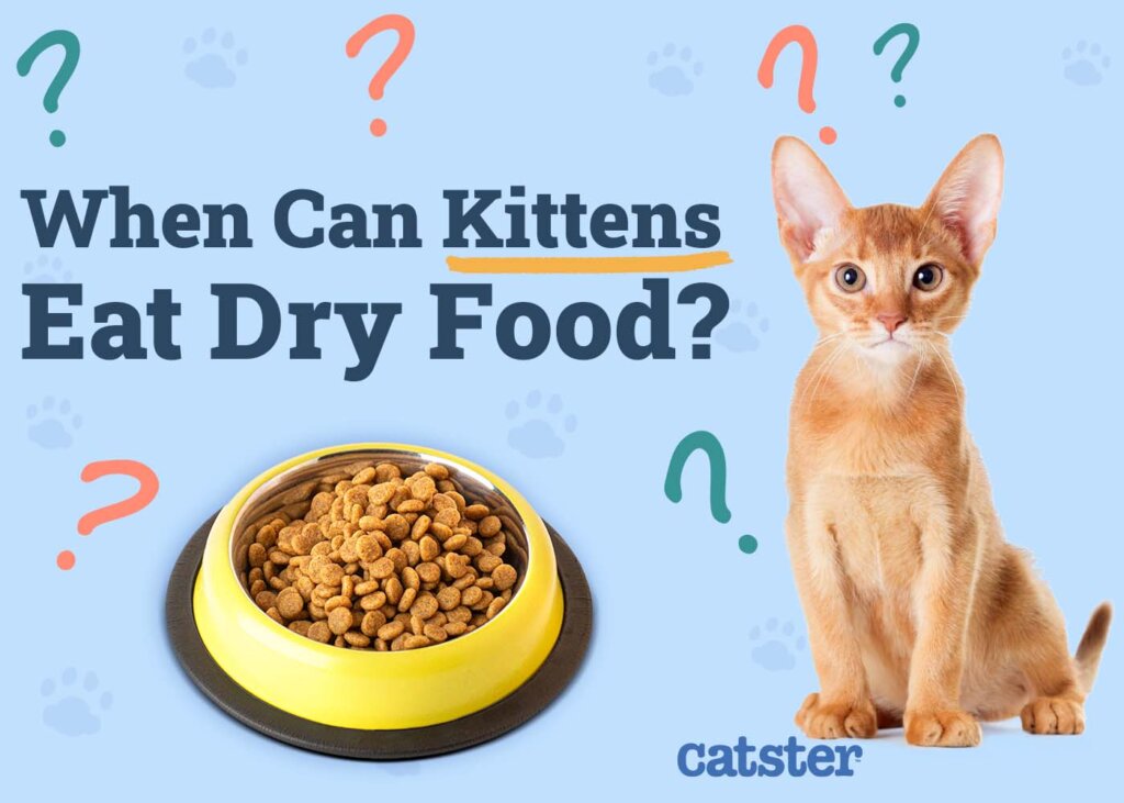 Featured image for the when should cats eat dry food guide