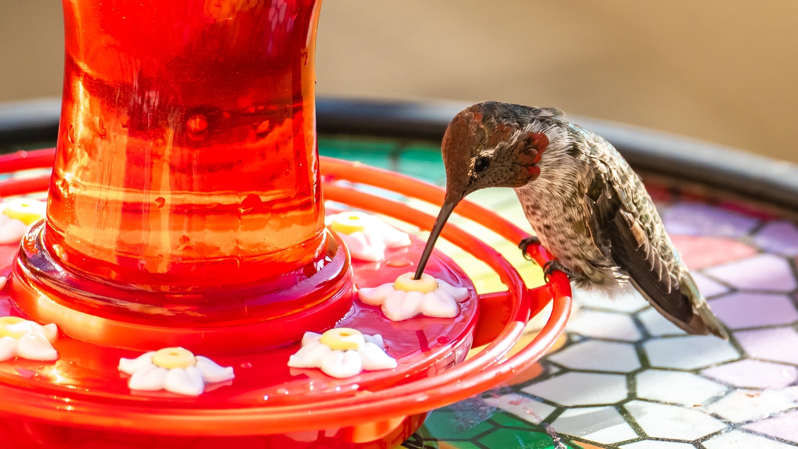 An application scenario or product detail of when to change hummingbird feeder - Image 16