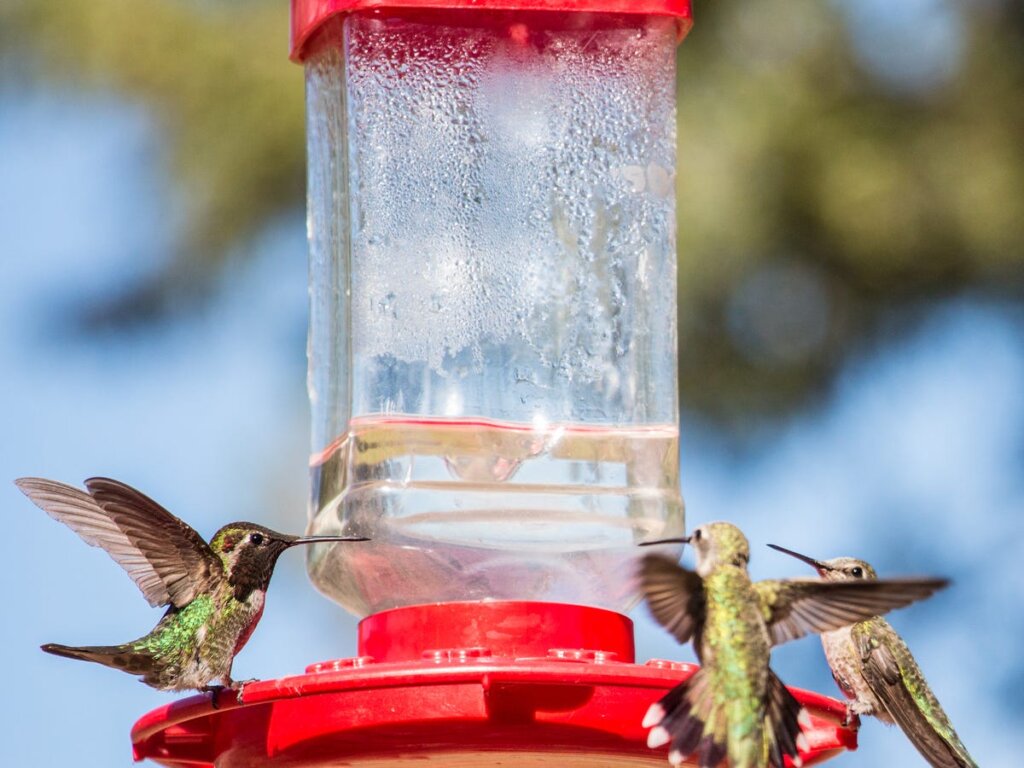 Featured image for the when to change hummingbird feeder guide