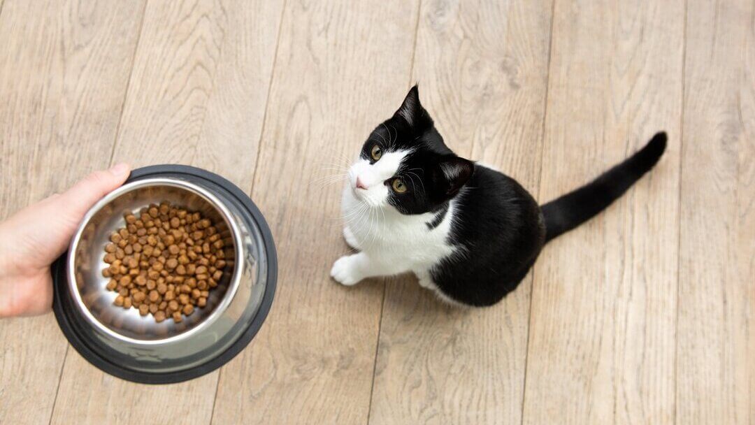 An application scenario or product detail of when to feed cats - Image 12