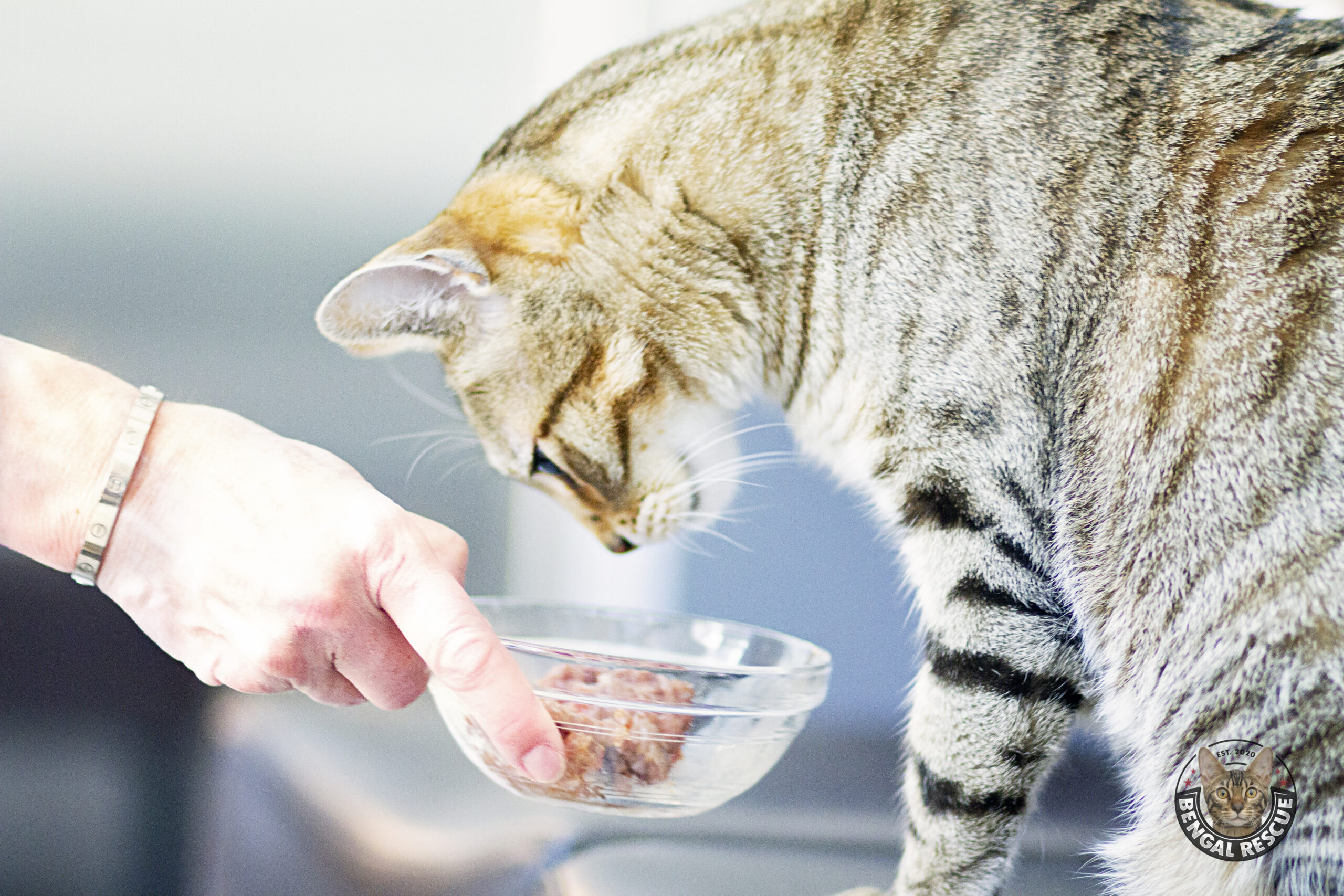 An application scenario or product detail of when to feed cats - Image 17