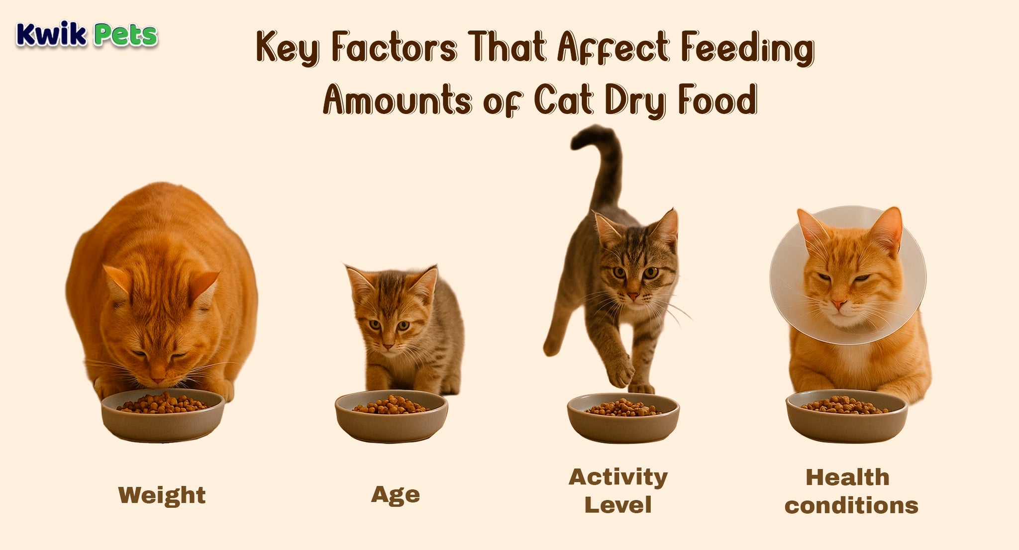 An application scenario or product detail of when to feed cats - Image 19