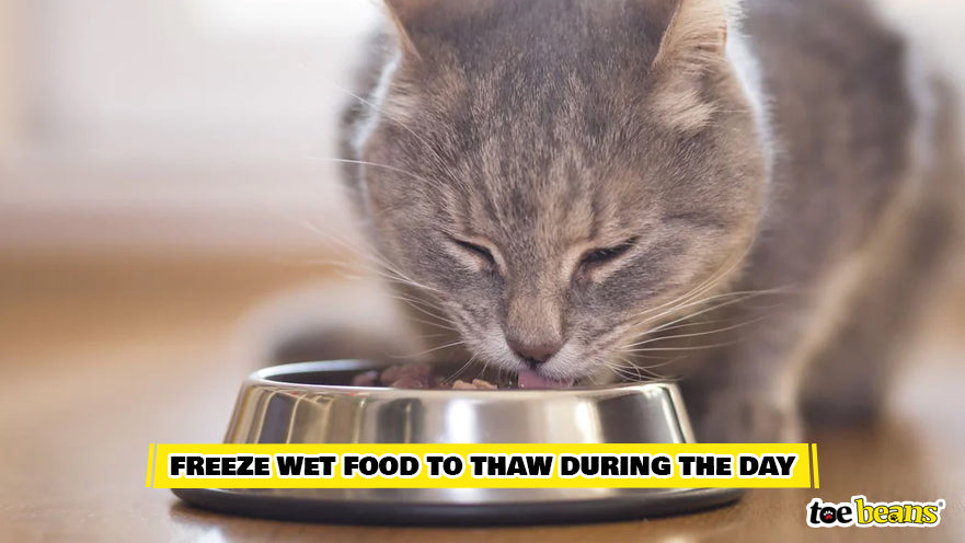 An application scenario or product detail of when to put kittens on wet food - Image 17