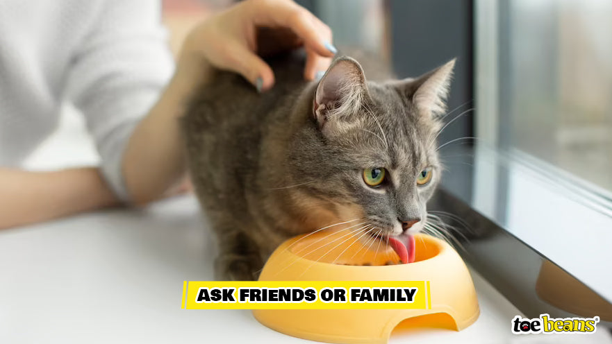 An application scenario or product detail of when to put kittens on wet food - Image 19