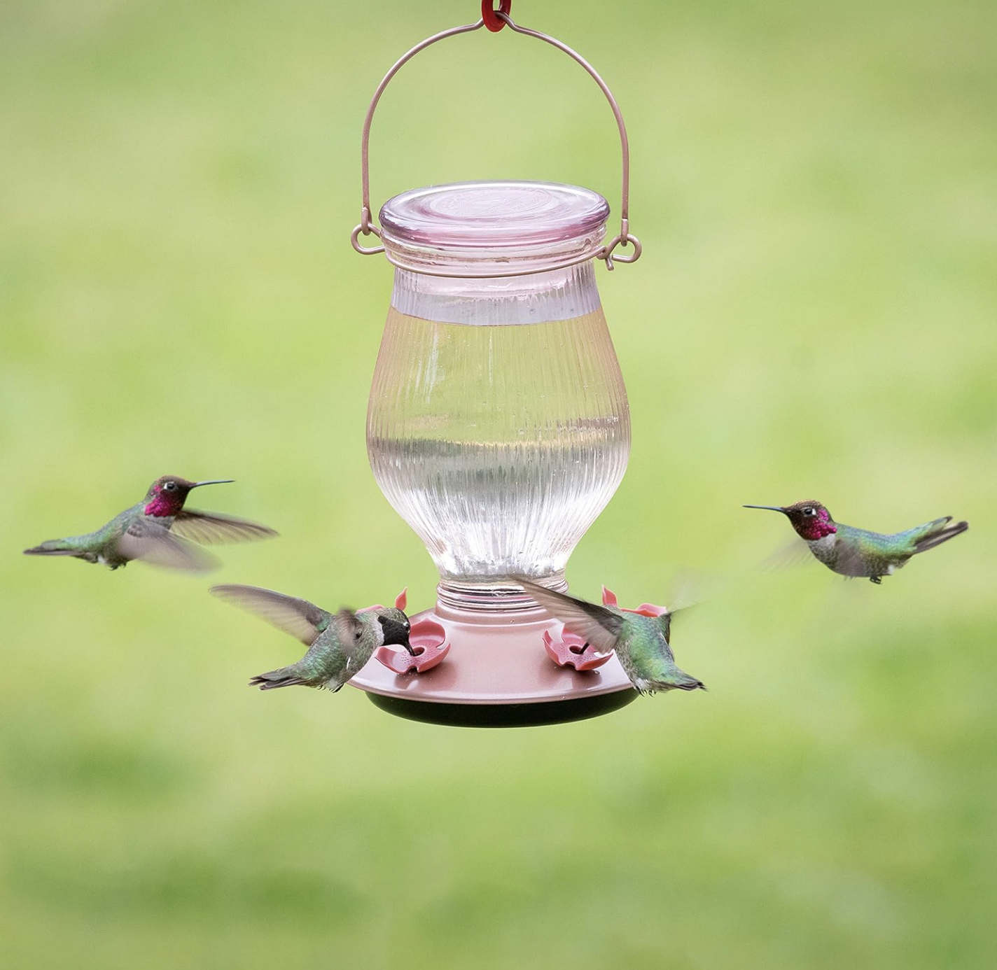 An application scenario or product detail of where is best place to hang hummingbird feeder - Image 9