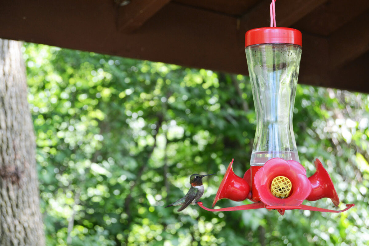 An application scenario or product detail of where is best place to hang hummingbird feeder - Image 12