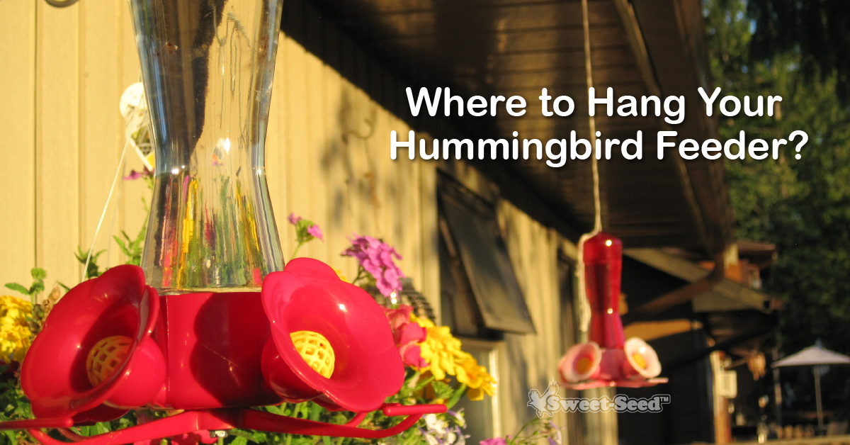 An application scenario or product detail of where is best place to hang hummingbird feeder - Image 15