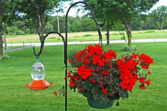 An application scenario or product detail of where is best place to hang hummingbird feeder - Image 20