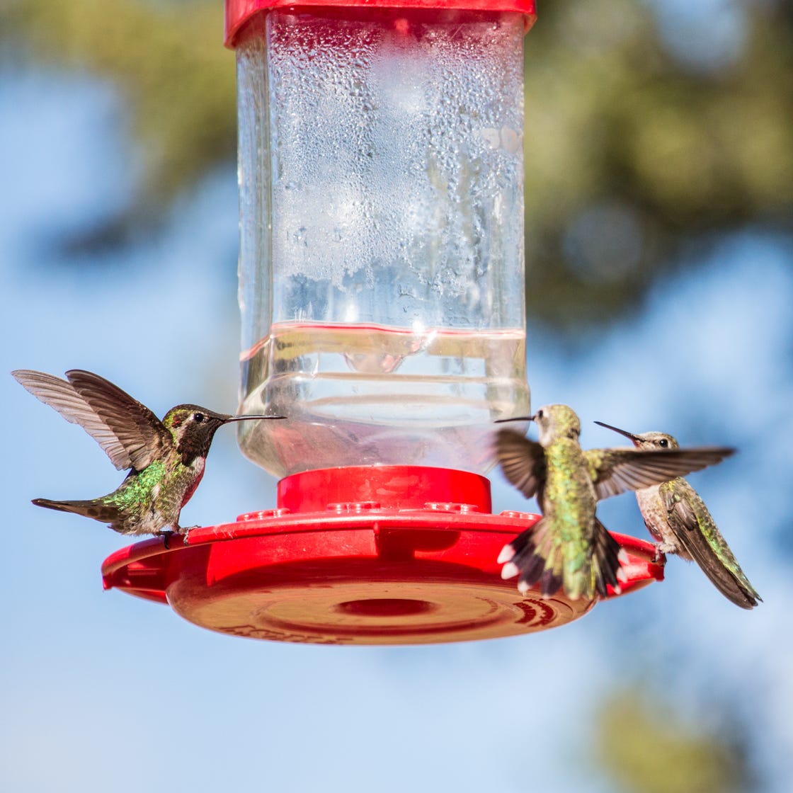 An application scenario or product detail of where is the best place to put a hummingbird feeder - Image 20