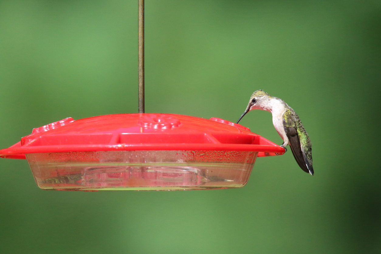 An application scenario or product detail of where is the best place to put a hummingbird feeder - Image 22