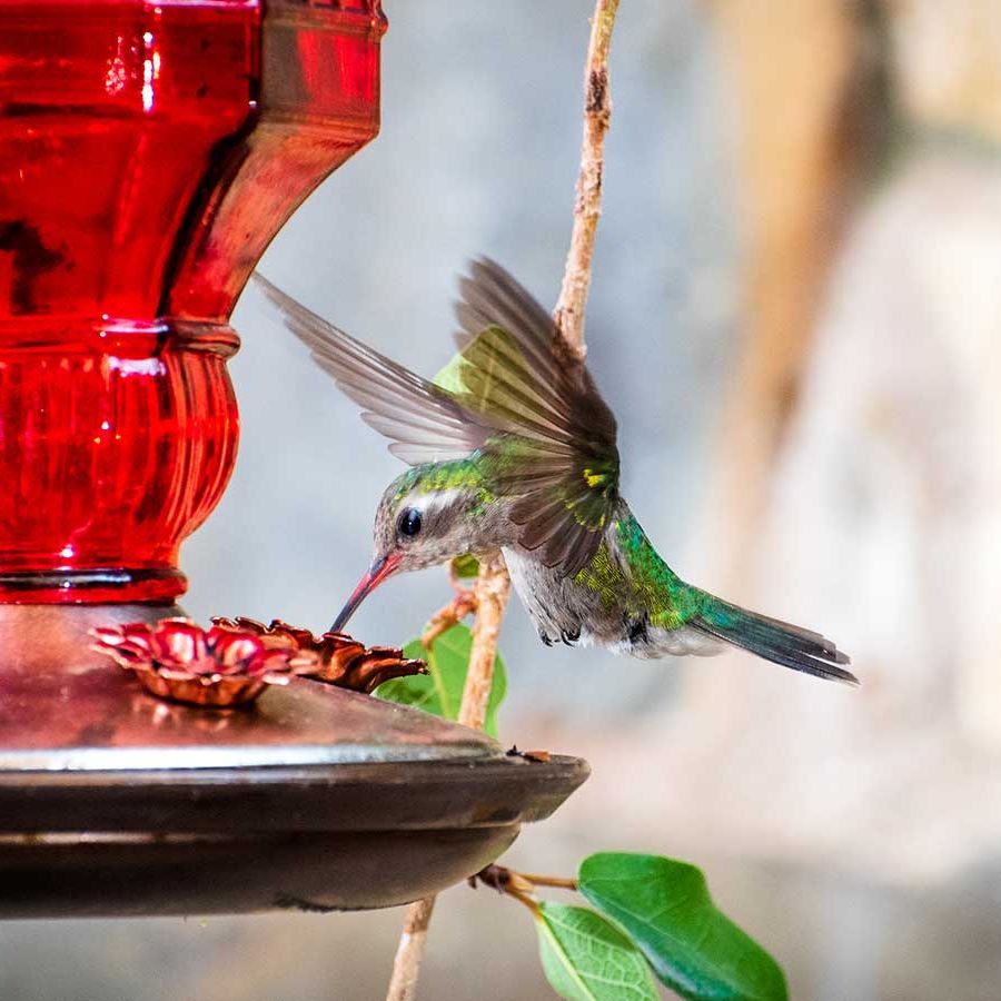 An application scenario or product detail of where should hummingbird feeders be placed - Image 15