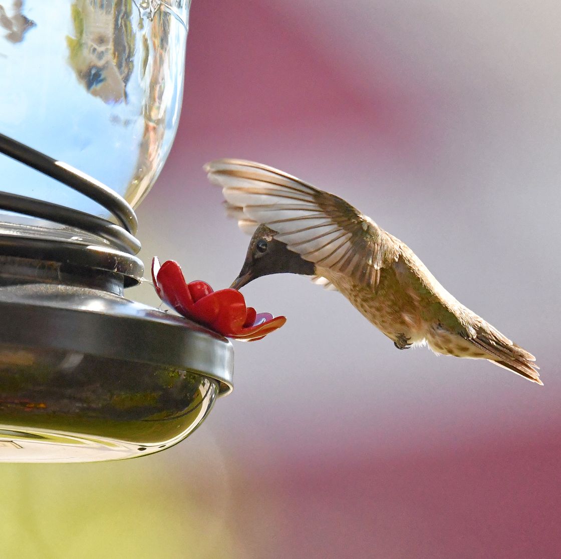 An application scenario or product detail of where should i place my hummingbird feeder - Image 2