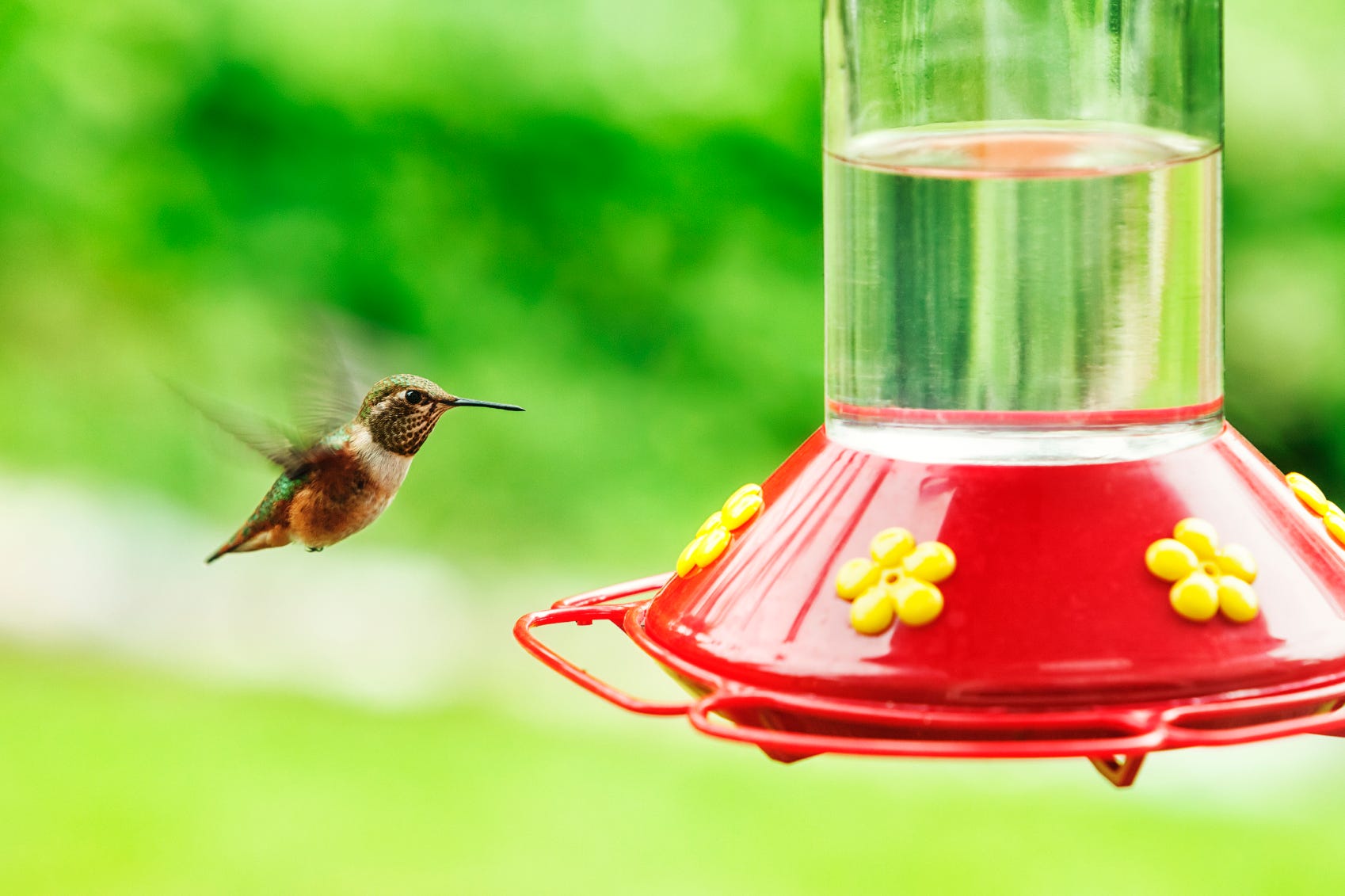 An application scenario or product detail of where should i place my hummingbird feeder - Image 4