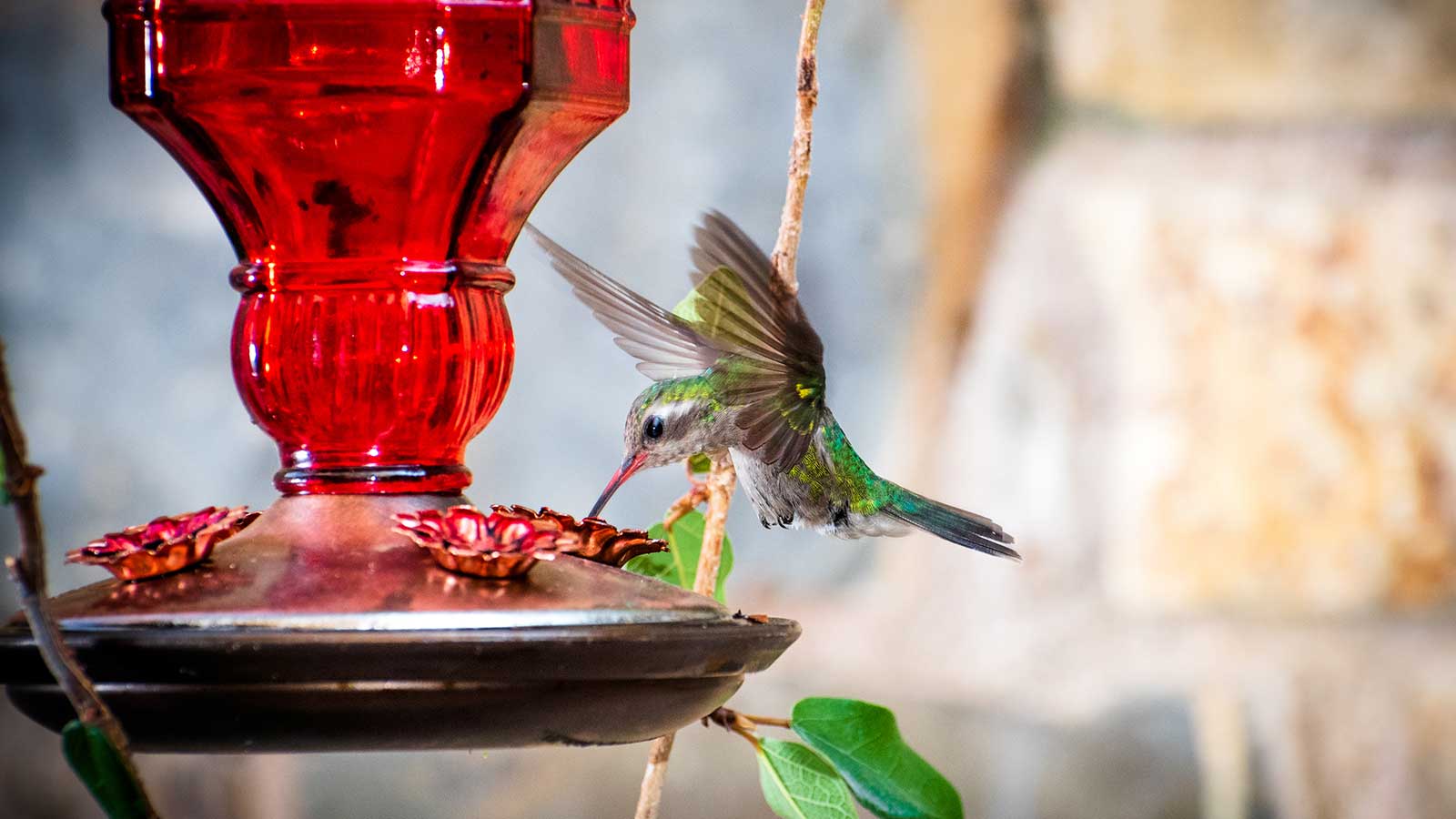 An application scenario or product detail of where should i place my hummingbird feeder - Image 5