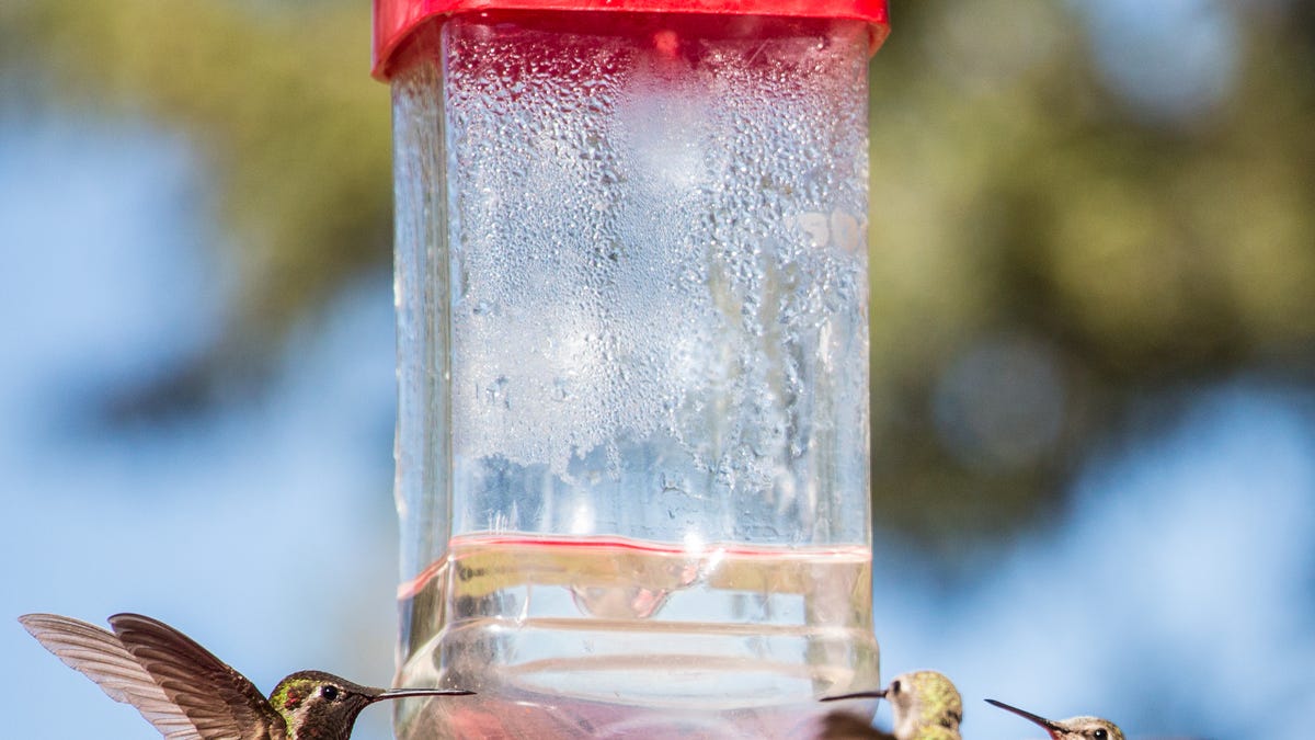 An application scenario or product detail of where should i place my hummingbird feeder - Image 24