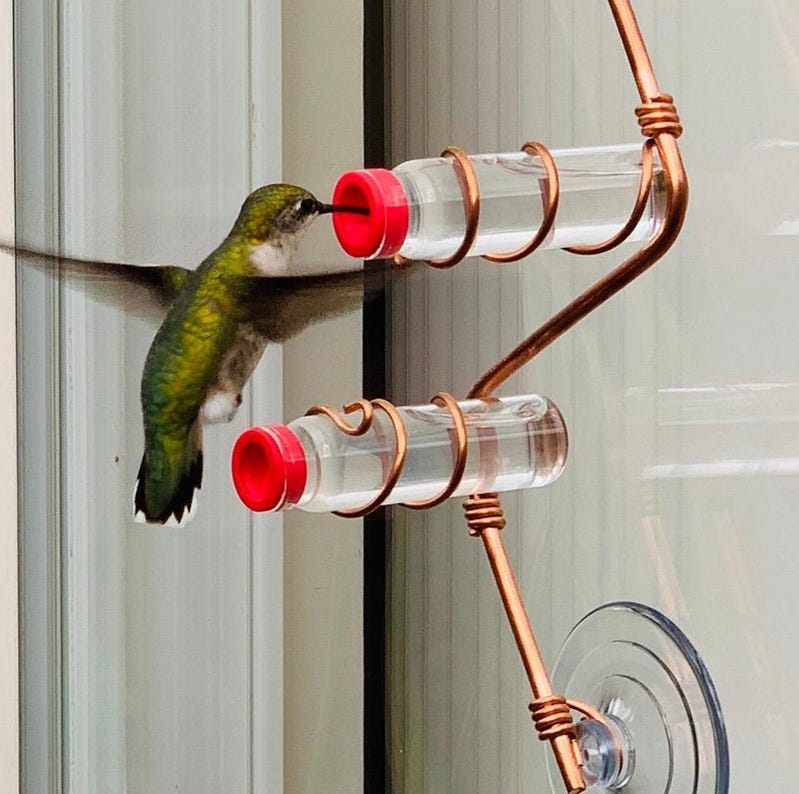 An application scenario or product detail of where should you place a hummingbird feeder - Image 11