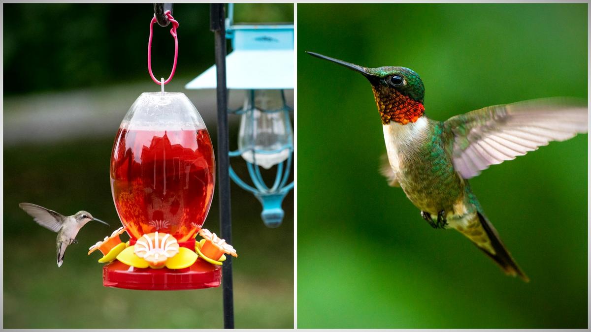 An application scenario or product detail of where should you place a hummingbird feeder - Image 15