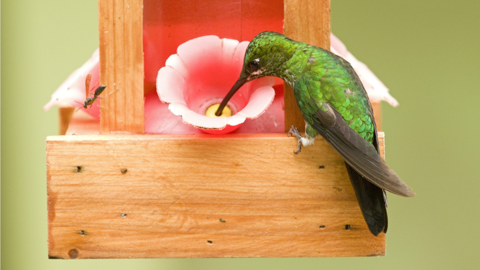An application scenario or product detail of where should you place a hummingbird feeder - Image 19
