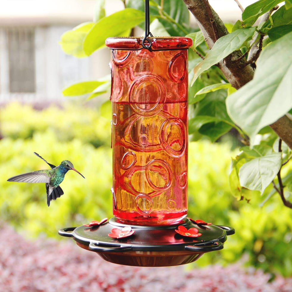 An application scenario or product detail of where should you place a hummingbird feeder - Image 23
