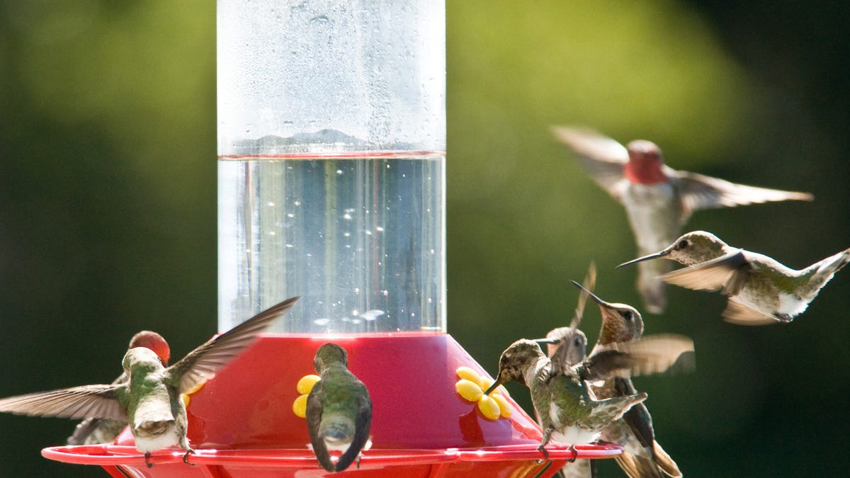 An application scenario or product detail of where should you place a hummingbird feeder - Image 24