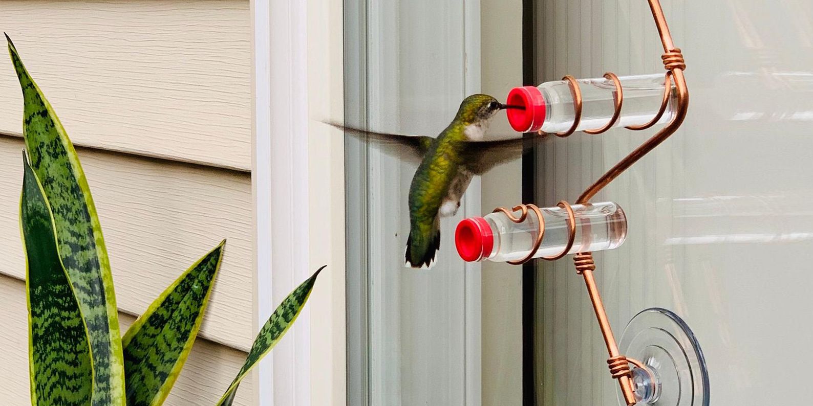 An application scenario or product detail of where should you put a hummingbird feeder - Image 23
