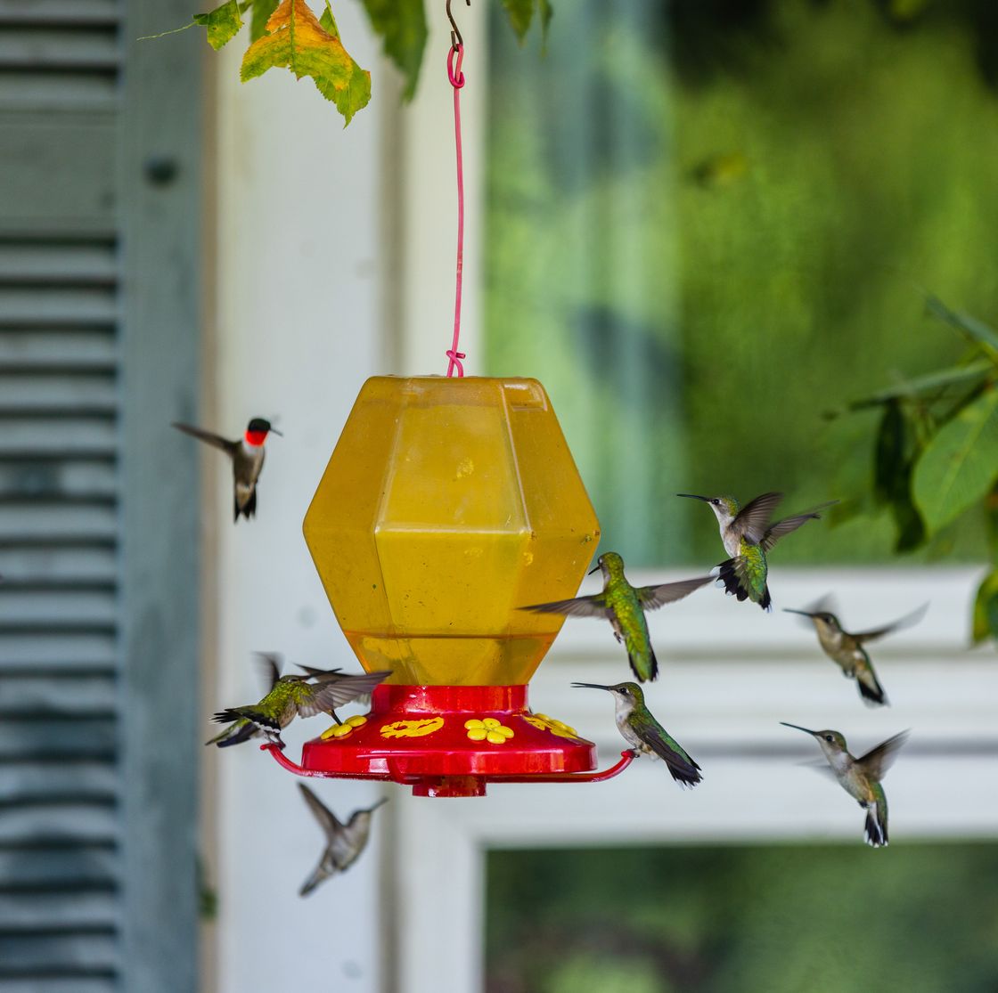 An application scenario or product detail of where to put hummingbird feeder - Image 19