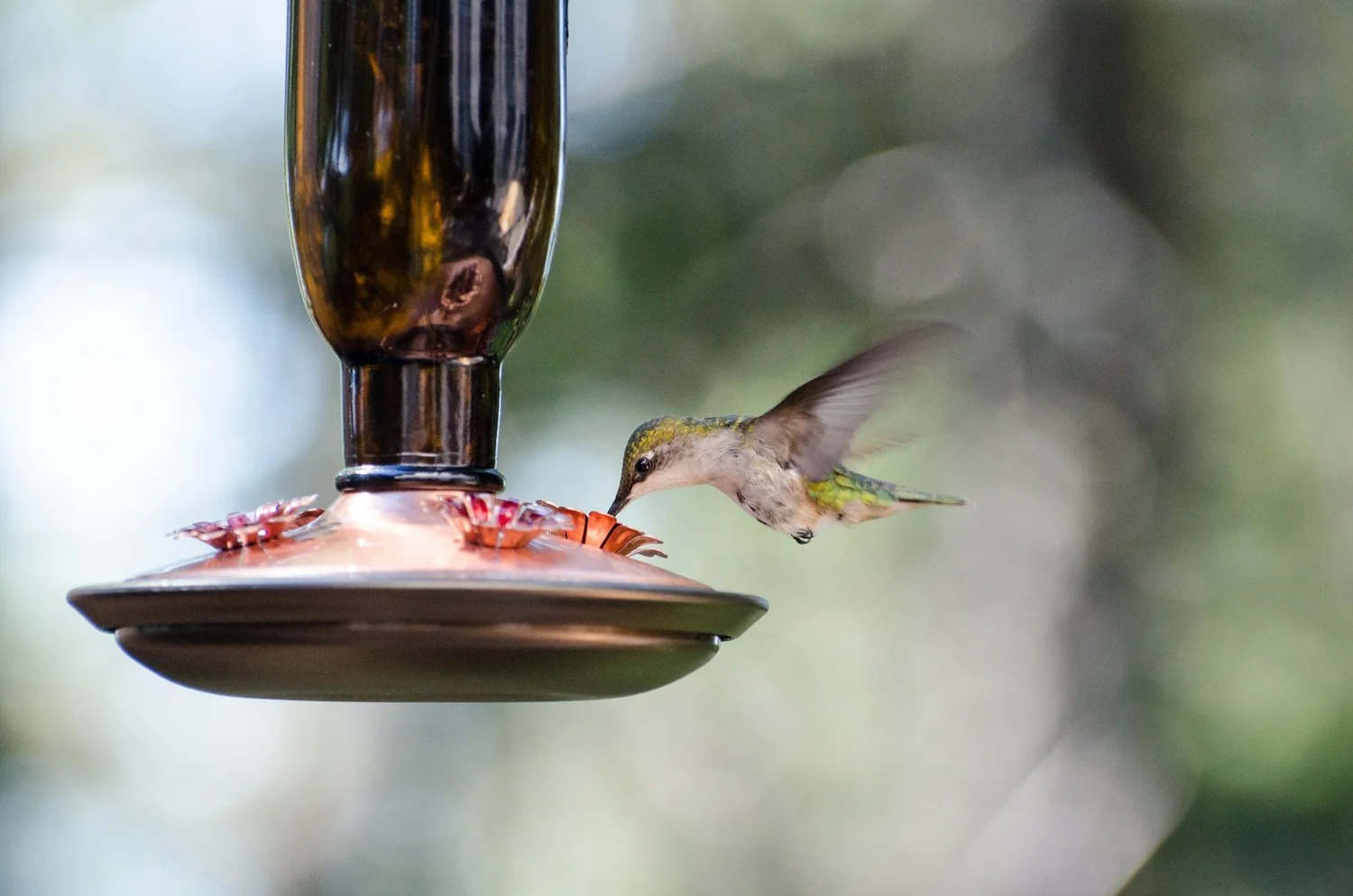 An application scenario or product detail of where's the best place to put a hummingbird feeder - Image 13