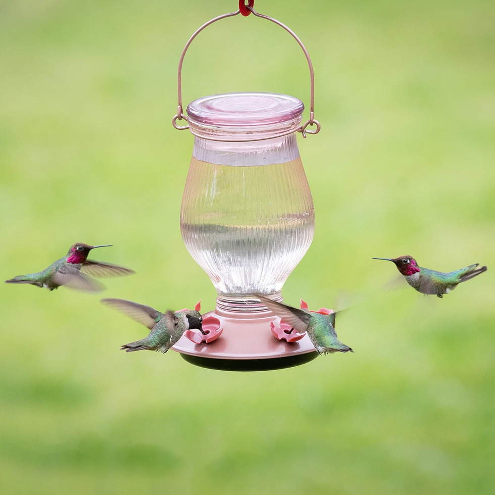 An application scenario or product detail of where's the best place to put a hummingbird feeder - Image 19