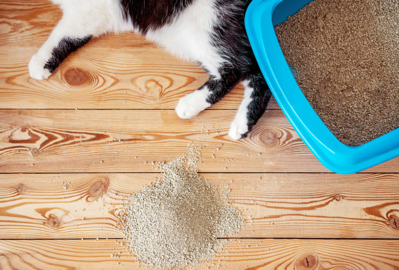 An application scenario or product detail of why does my cat keep getting urinary tract infections - Image 9