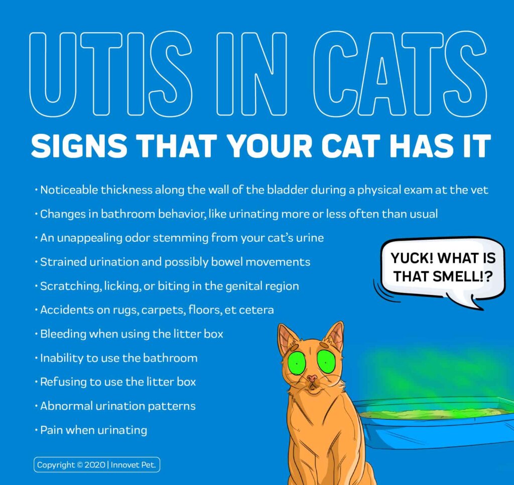 Featured image for the why does my cat keep getting urinary tract infections guide