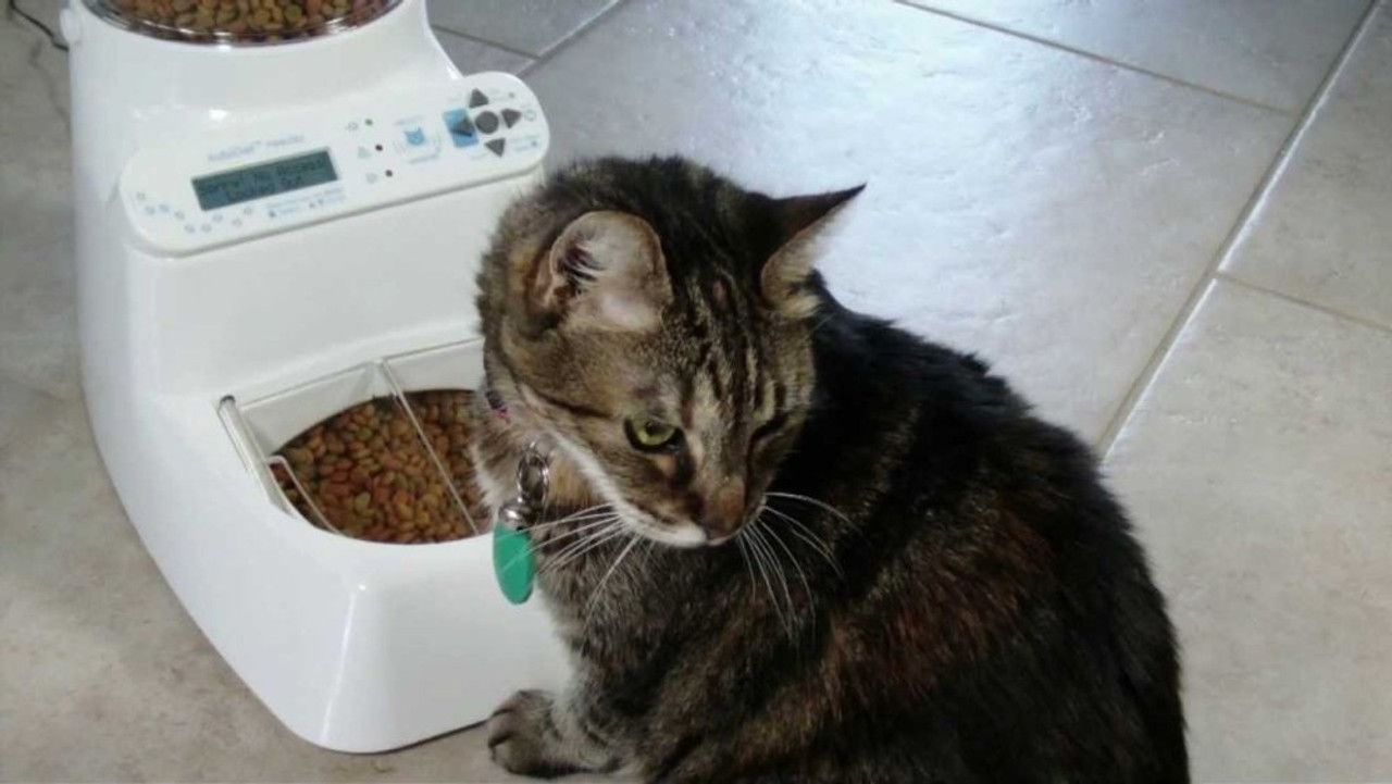 An application scenario or product detail of wireless automatic cat feeder - Image 20