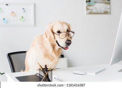 animal business ideas OEM Manufacturer