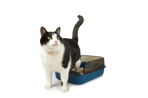 cat litter producers OEM Manufacturer