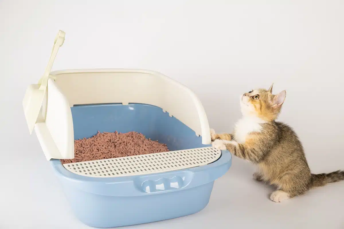 cat litter producers manufacturing details