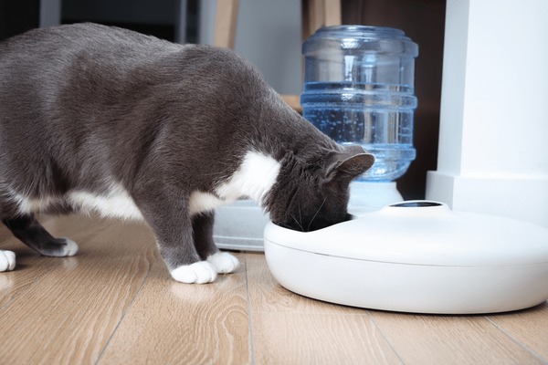 cat water feeders manufacturing details