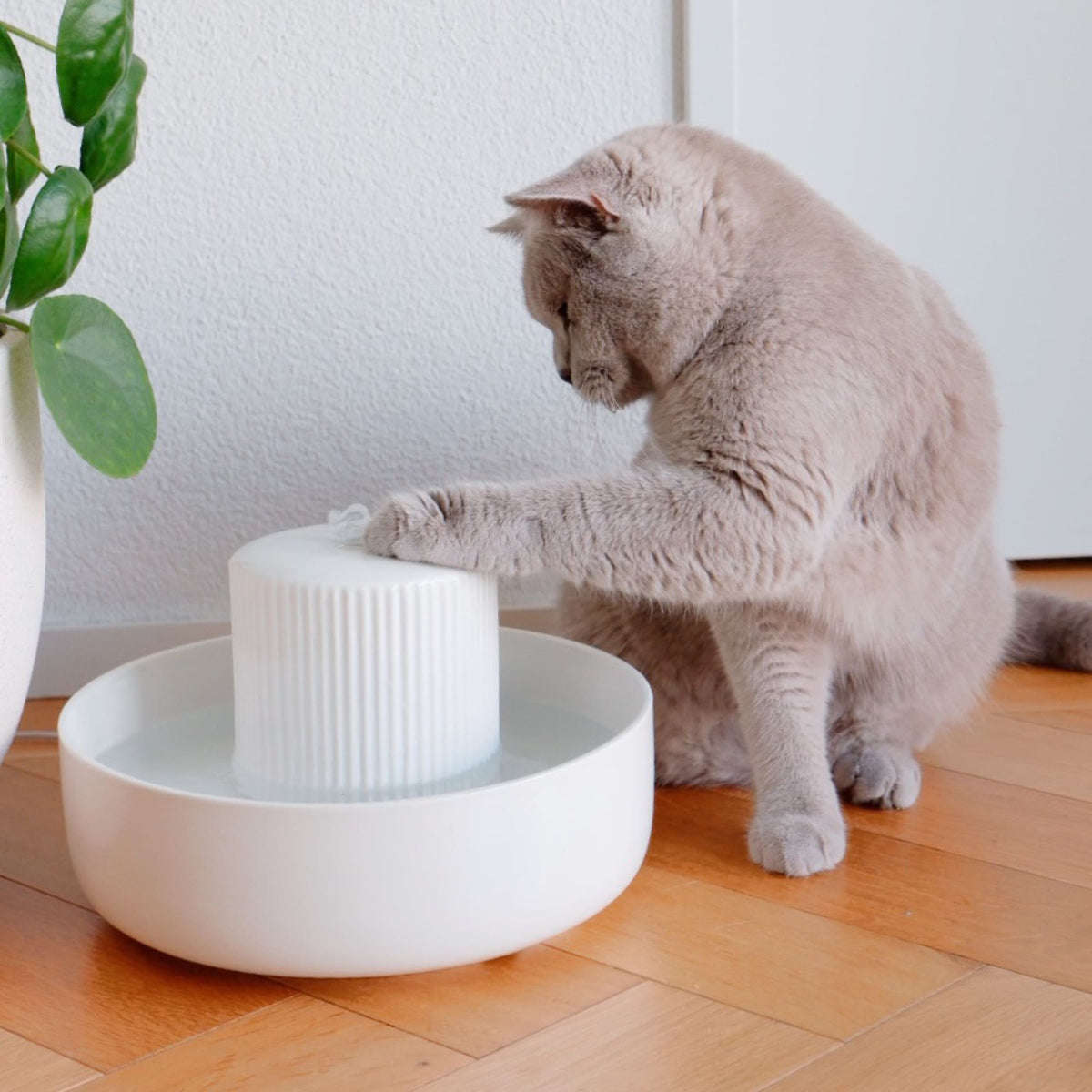 drinking fountains for cats manufacturing details