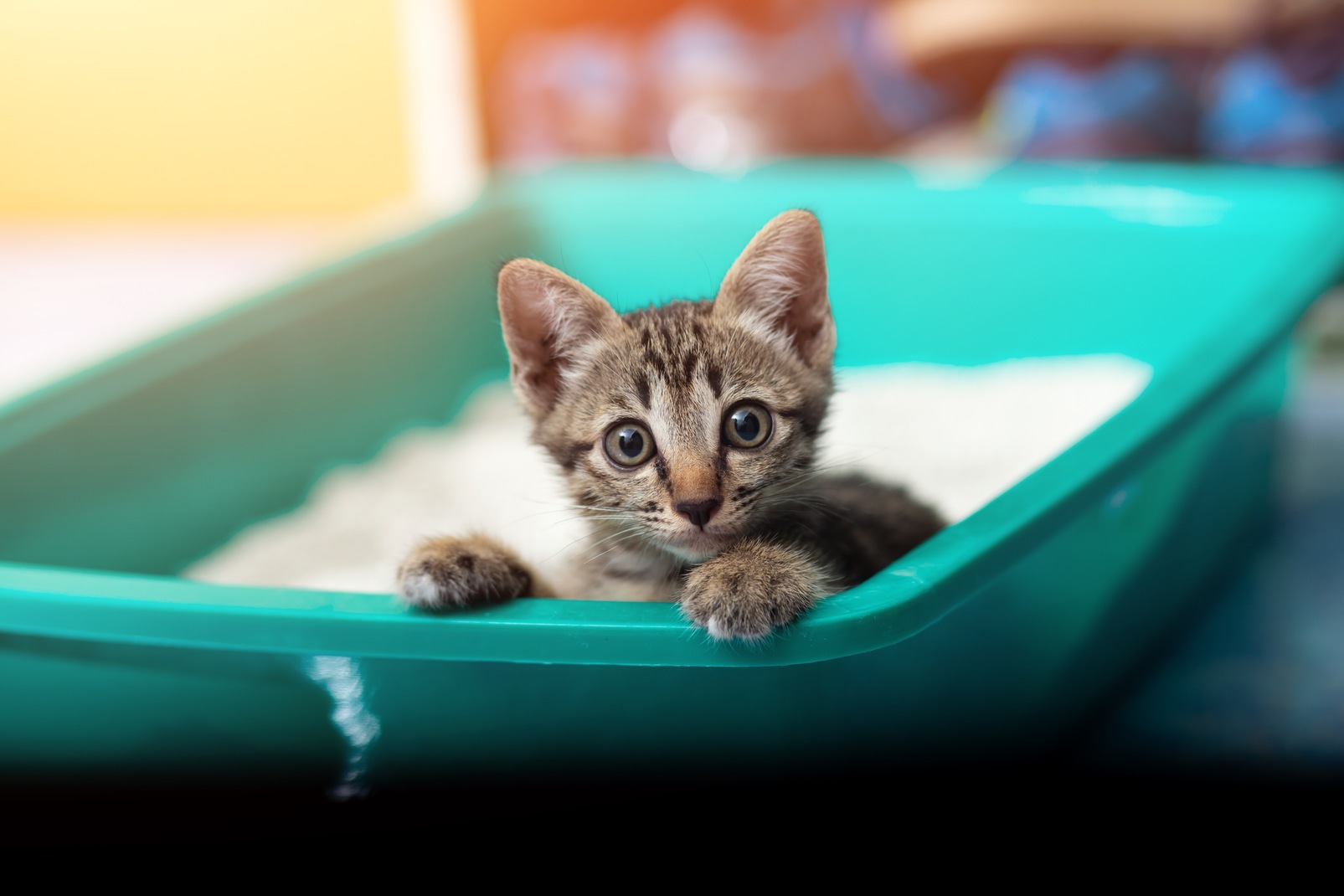 how often does a cat use the litter box manufacturing details